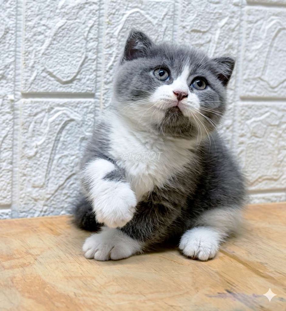 Mèo ALN thuần chủng chân ngắn tai cụp - ĐỰC. Mua bán Mèo tại Quận 8 Tp Hồ Chí Minh được đăng bởi Ngân Trần  hình 1