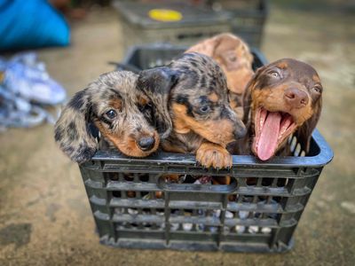 Chó lạp xưởng con đã tiêm