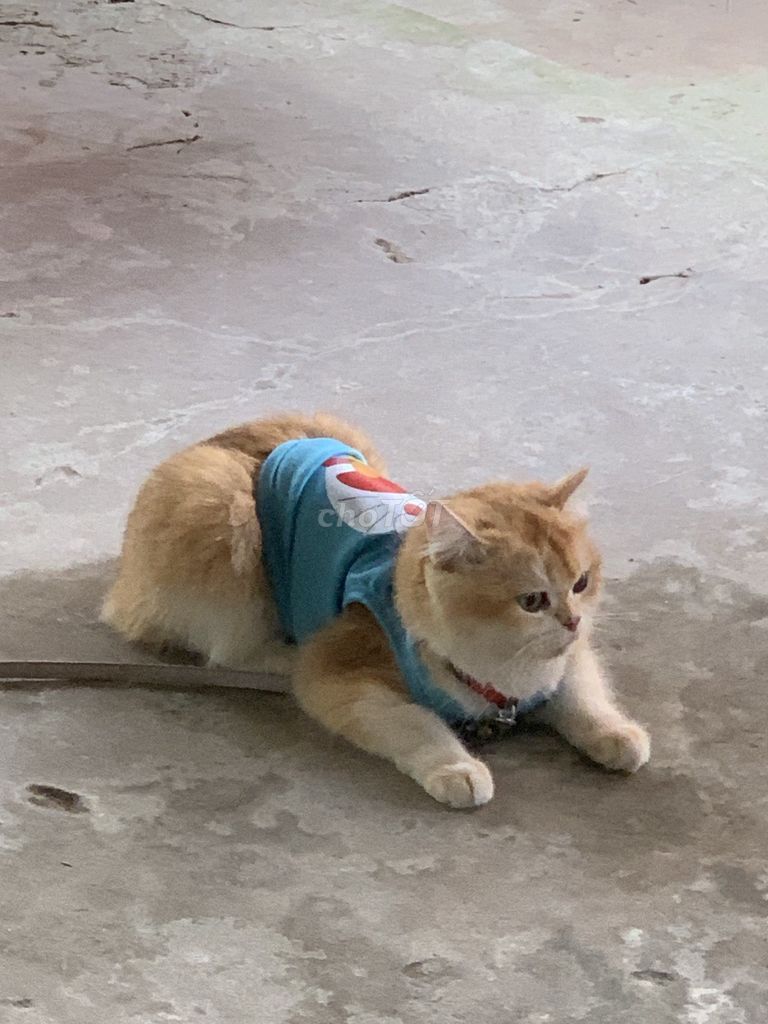 Mèo Golden NY12 cái 2 tuổi. Mua bán Mèo tại Thành phố Dĩ An Bình Dương được đăng bởi Nguyễn Ngọc Yên hình 1