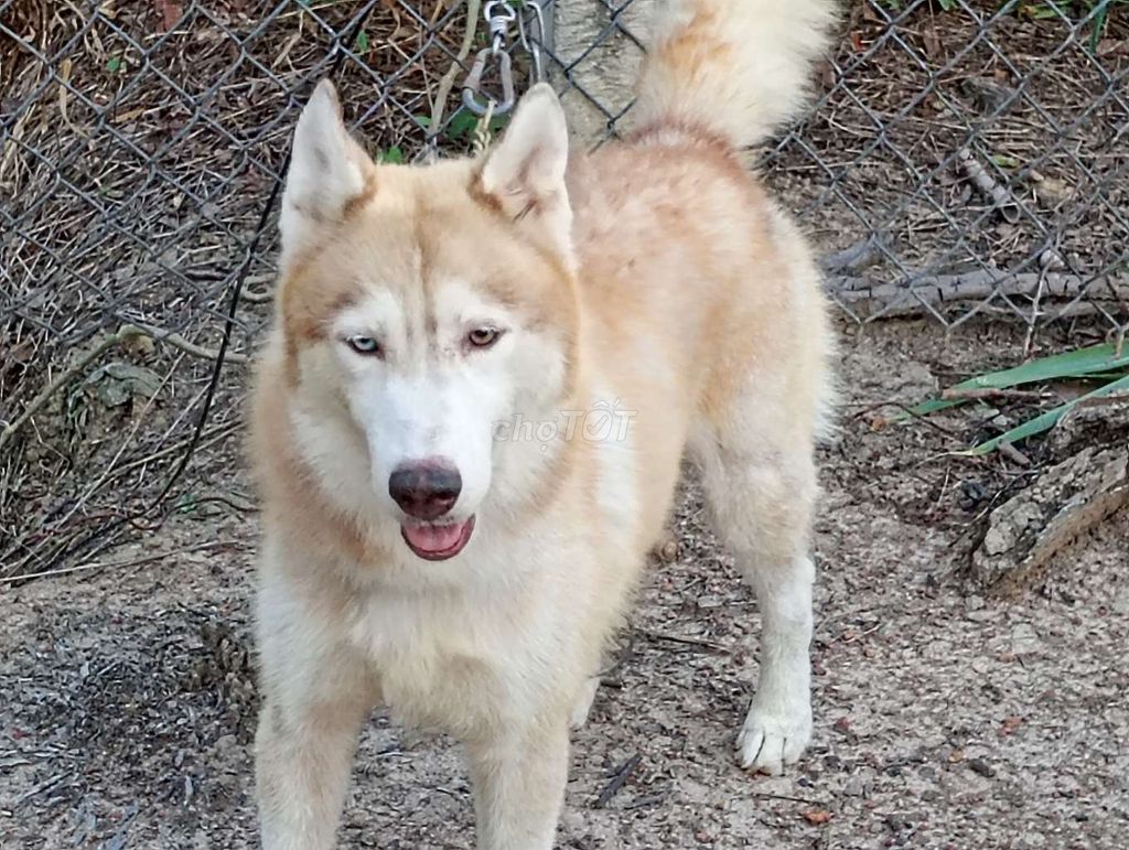 Chó Husky Đực Vàng kem Mắt hai màu. Mua bán Chó tại Thành phố Đà Lạt Lâm Đồng được đăng bởi Nhân Rottweiler  hình 1