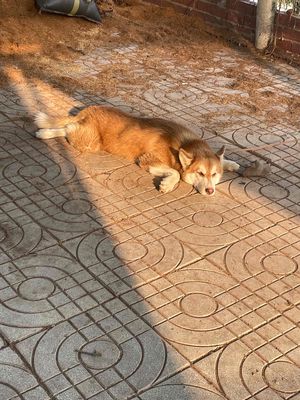 Chó Husky Nâu trắng đã tiêm phòng