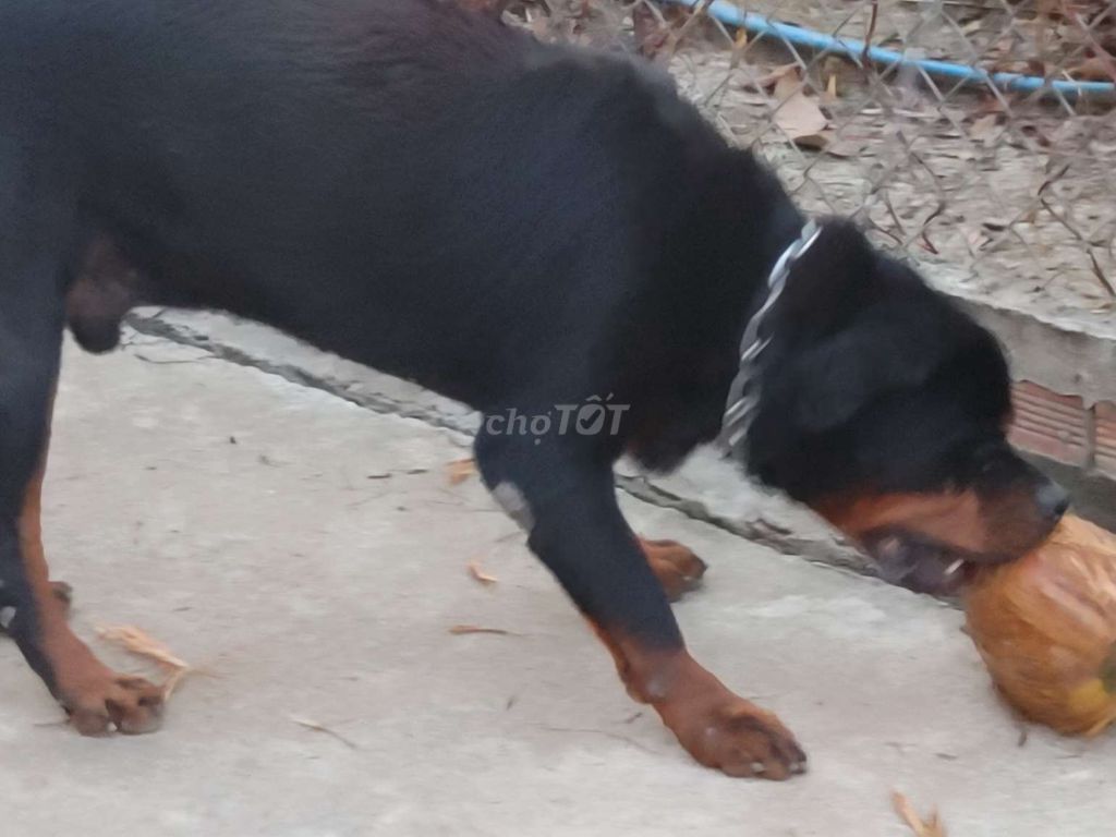 Chó Rottweiler đực trưởng thành. Mua bán Chó tại Thành phố Biên Hòa Đồng Nai được đăng bởi Nhân Rottweiler  hình 4