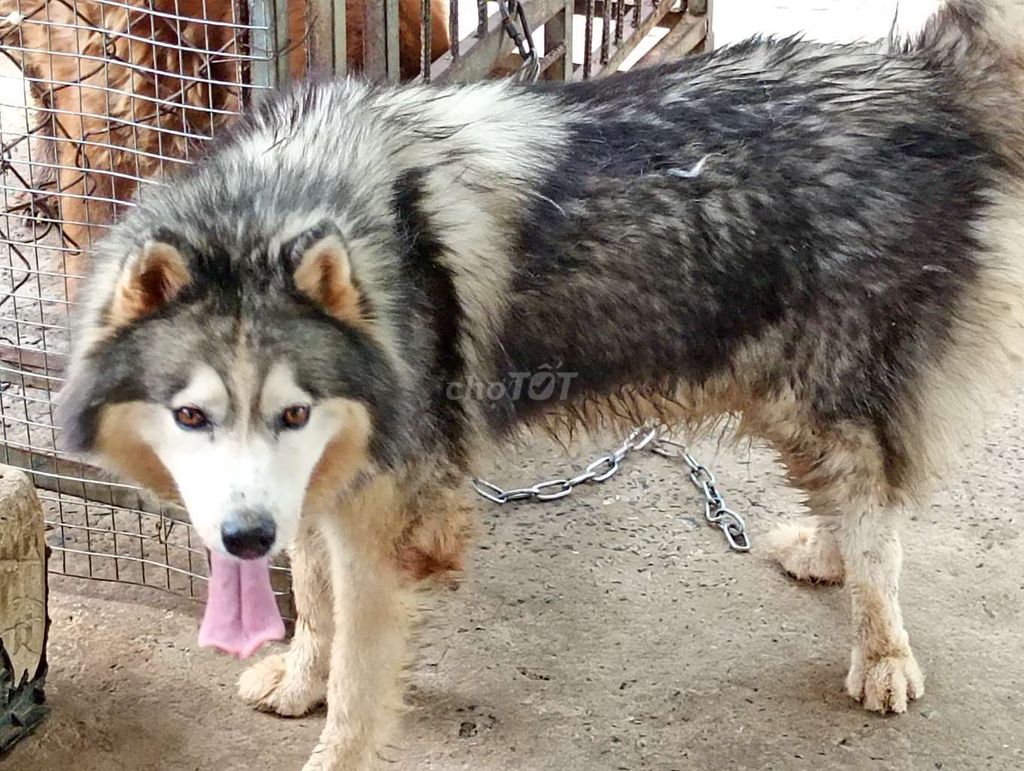 Chó Alaska Cái Zin . Mua bán Chó tại Quận Bình Tân Tp Hồ Chí Minh được đăng bởi Nhân Rottweiler  hình 1