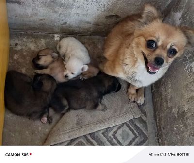 Chó Phốc Sóc lai Nhật nhiều màu