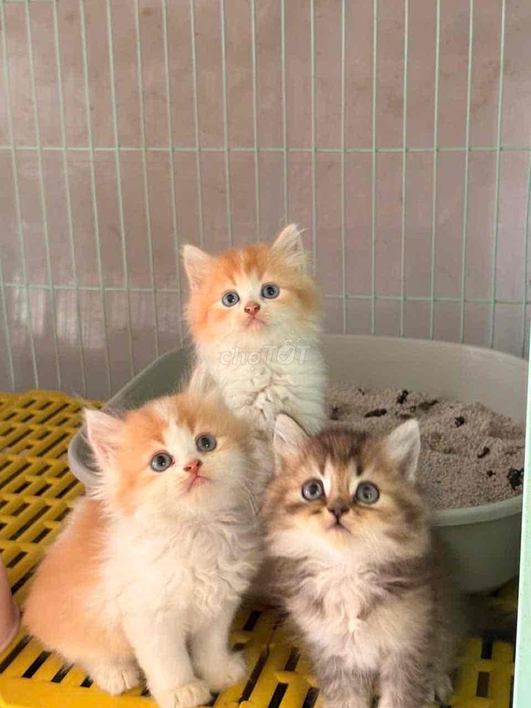 Mèo ALN, ALD nhiều màu. Mua bán Mèo tại Quận Cẩm Lệ Đà Nẵng được đăng bởi Thành hình 1