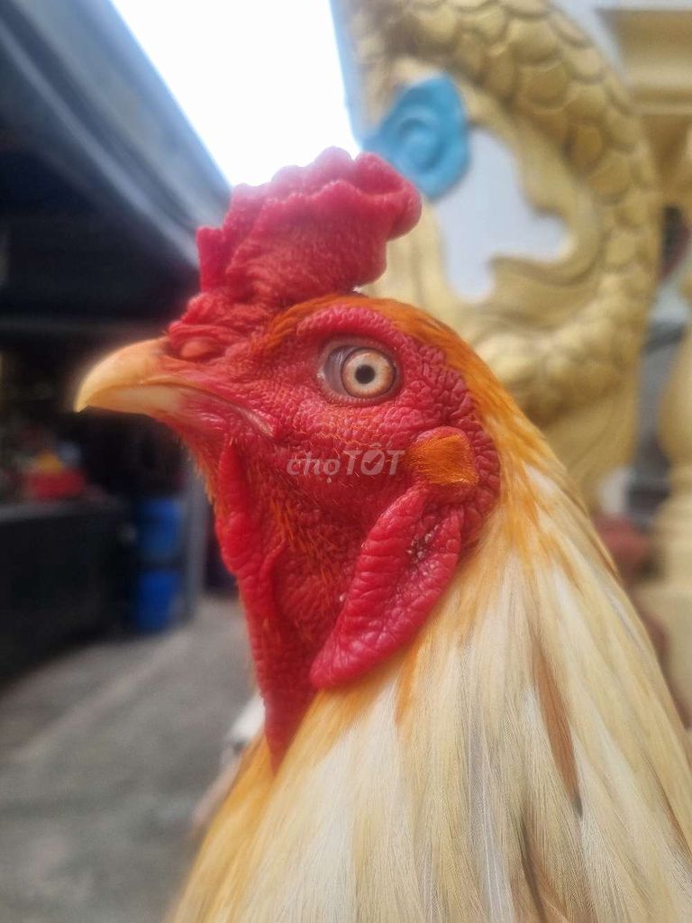 Bướm siu thái mỹ trạng 3k6. Mua bán Gà tại Thành phố Tân An Long An được đăng bởi Nguyễn Khánh  hình 1