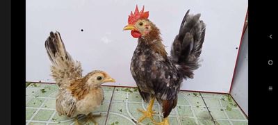 TRỐNG XÁM ĐIỀU & MÁI VÀNG SERAMA 33