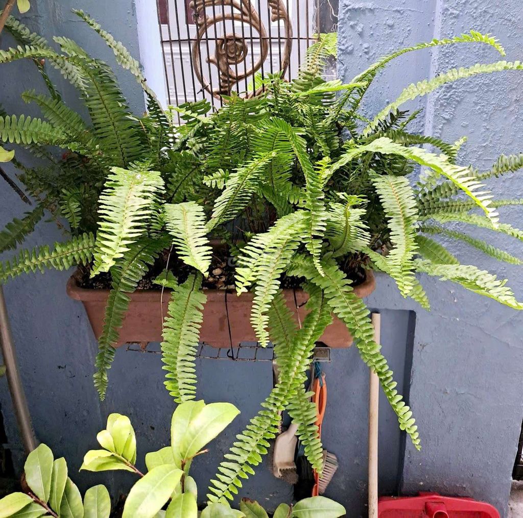 Chậu dương xỉ to khỏe 5-6 khóm . Mua bán Cây cảnh, đồ trang trí tại Quận 4 Tp Hồ Chí Minh được đăng bởi Khánh Ngân hình 1