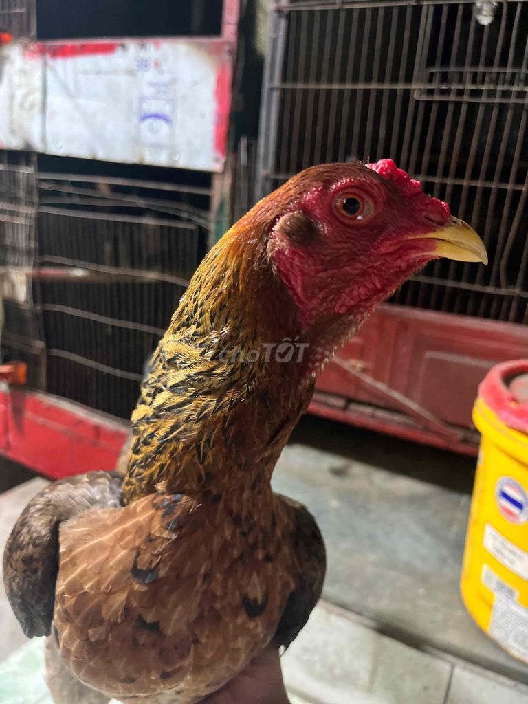 em cần chia e gà mái lại nòi lỡ ép tre