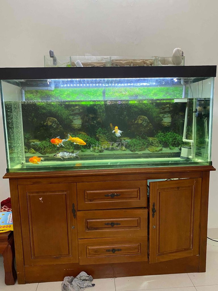 Bể cá cảnh Kính Gỗ 1.5m x 0.7m x 0.4m. Mua bán Phụ kiện, Thức ăn, Dịch vụ tại Huyện Thanh Oai Hà Nội được đăng bởi Thành hình 1