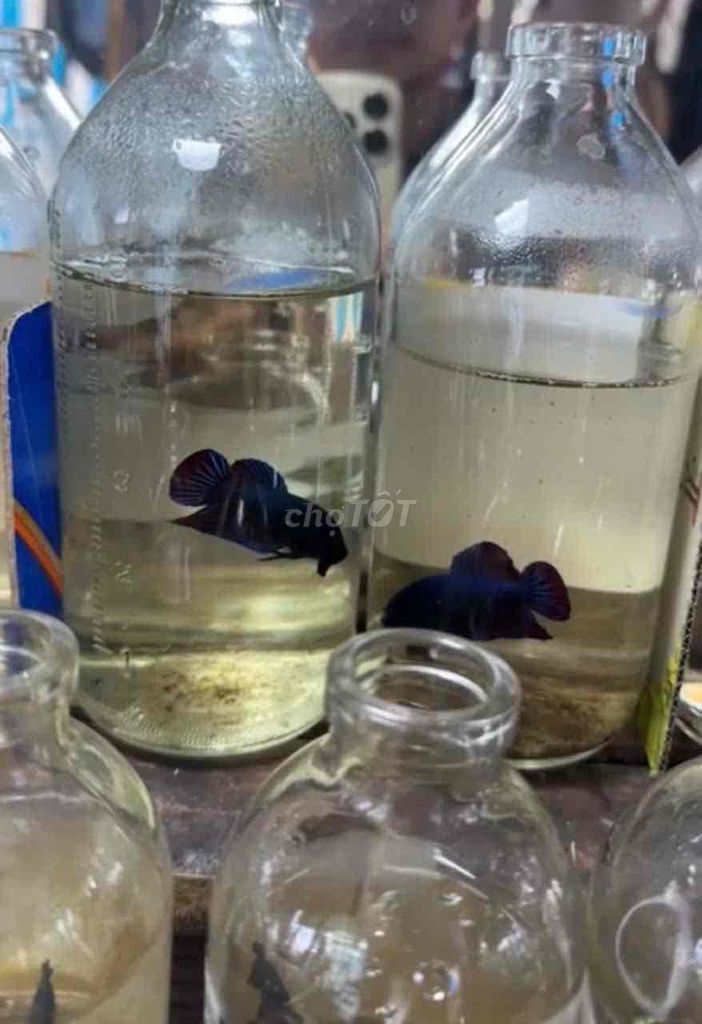 Cá thia lia xiêm đá. Mua bán Thú cưng khác tại Huyện Phụng Hiệp Hậu Giang được đăng bởi Minhquan hình 1