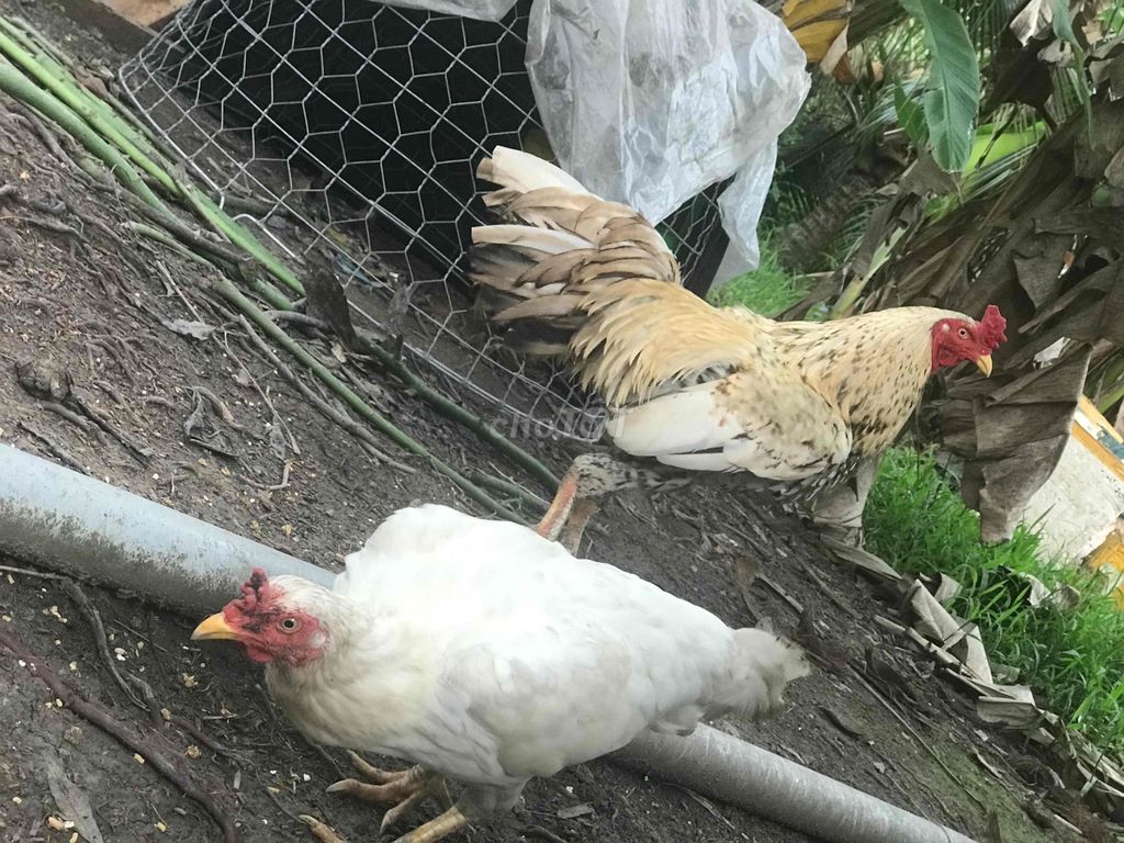 3 trống 2 mái. Mua bán Gà tại Huyện Châu Thành Tiền Giang được đăng bởi Bắp Phô Mai hình 1