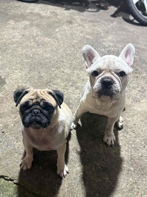 bull pháp. Mua bán Chó tại Thị xã Tân Uyên Bình Dương được đăng bởi Kutuấn