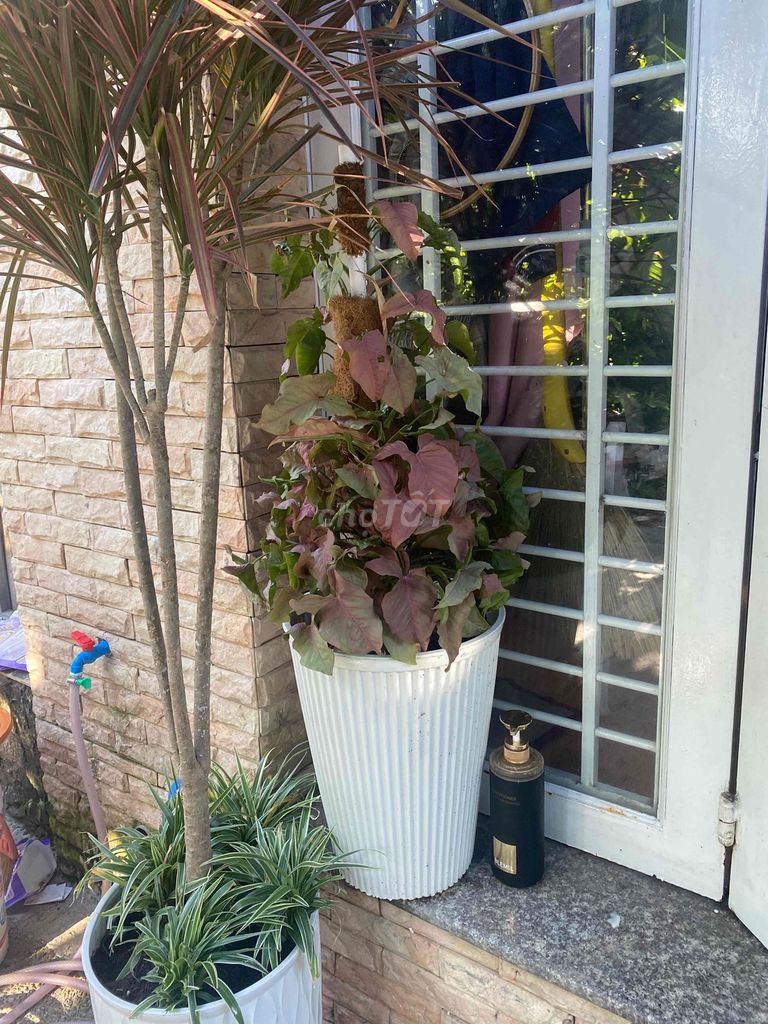 Trầu bà hồng leo 70cm chậu nhựa. Mua bán Cây cảnh, đồ trang trí tại Huyện Hóc Môn Tp Hồ Chí Minh được đăng bởi Lý Kiều hình 1