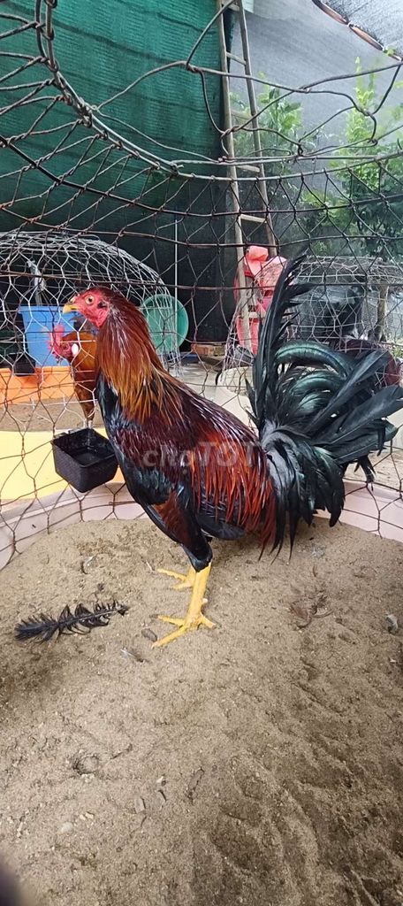 Gà Mỹ rặc trống 6 tháng khung lớn. Mua bán Gà tại Huyện Cầu Kè Trà Vinh được đăng bởi TRUNG KIÊN hình 1