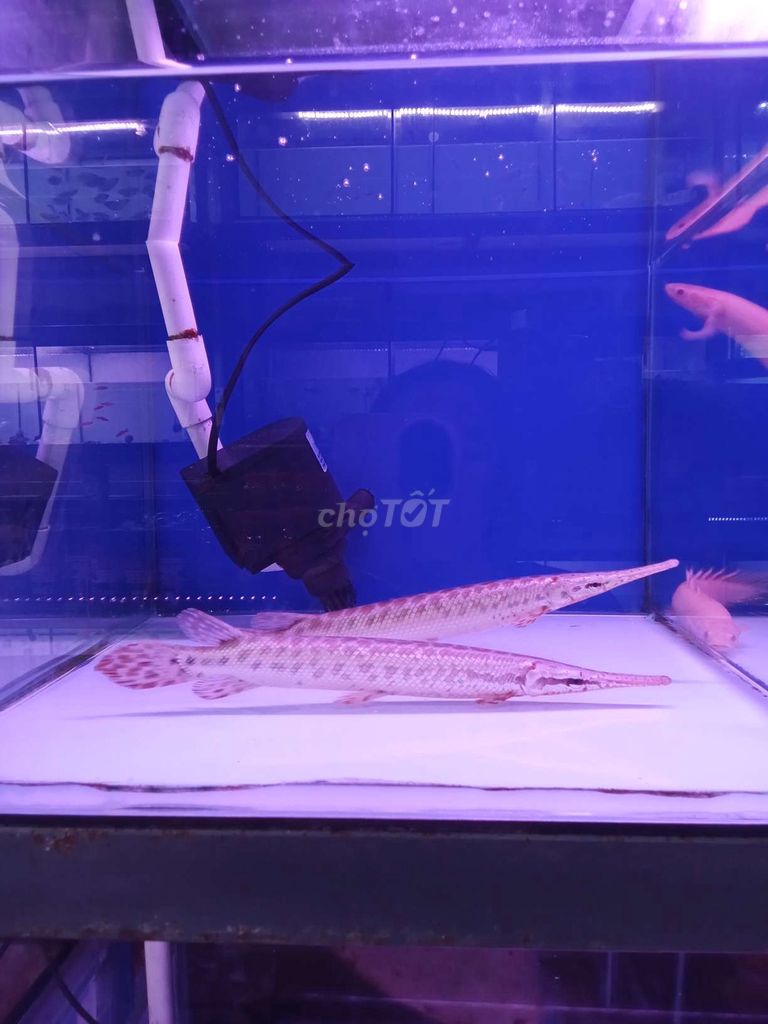 Cá cảnh nhiều màu size 30cm. Mua bán Thú cưng khác tại Thành phố Dĩ An Bình Dương được đăng bởi balabal hình 1