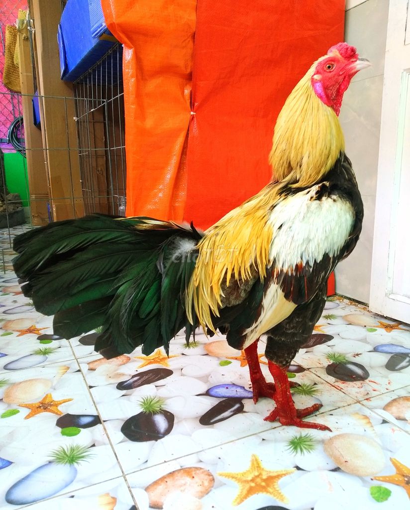 🐔 pakictan mỹ Sweater 3kg tay tốt lông mới tinh