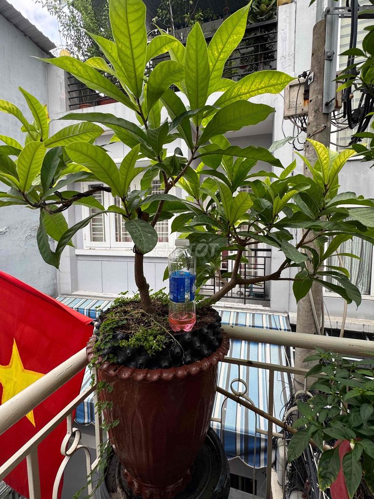 lộc vừng lá to dáng bay. Mua bán Cây cảnh, đồ trang trí tại Quận 3 Tp Hồ Chí Minh được đăng bởi Anh Kiệt 7667 hình 1