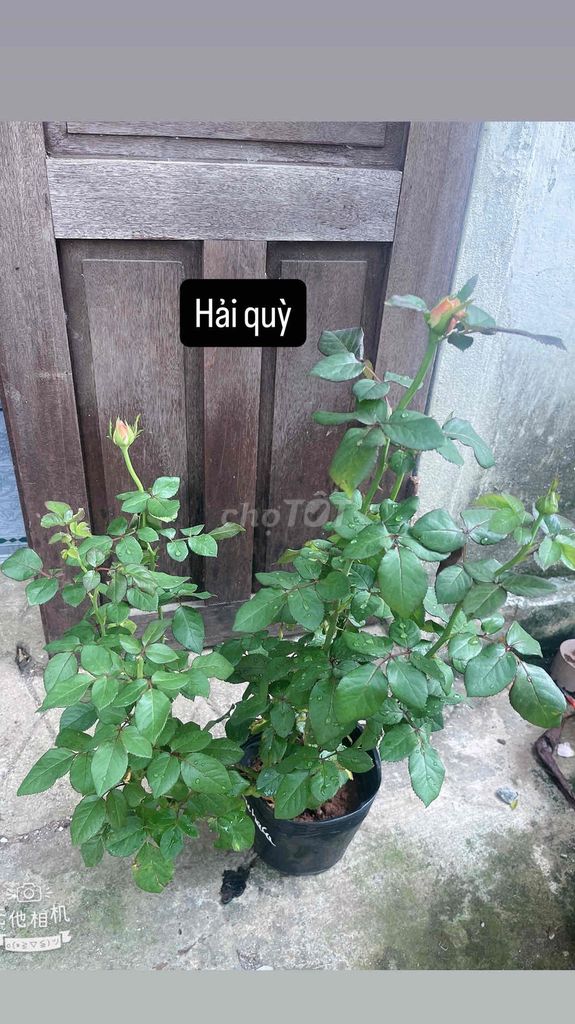Cây cảnh Hoa hồng Đa dạng. Mua bán Cây cảnh, đồ trang trí tại Quận Liên Chiểu Đà Nẵng được đăng bởi MingMing hình 1