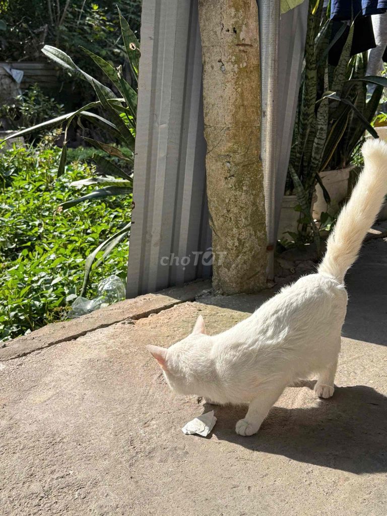 Mèo Anh lông ngắn lai Nga đực 1 năm. Mua bán Mèo tại Quận Bắc Từ Liêm Hà Nội được đăng bởi Nguyễn Trọng Lợi hình 1