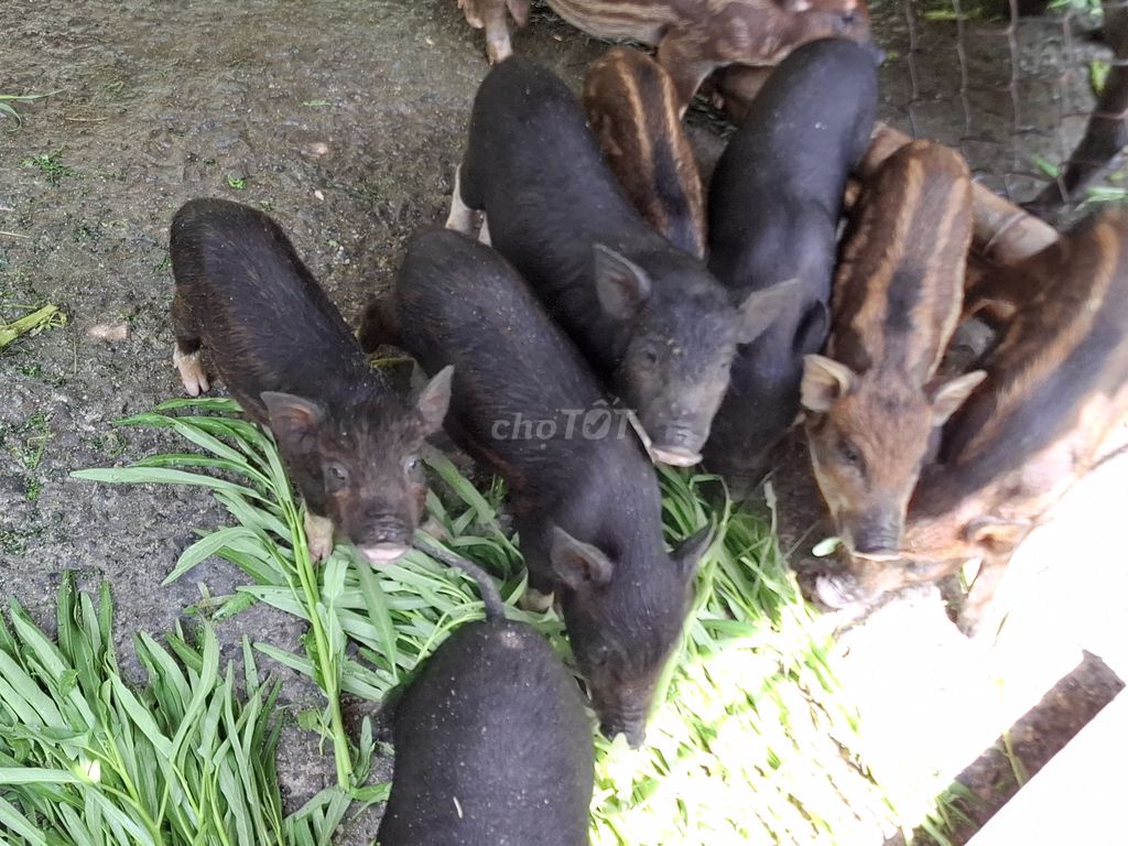 Heo con Đen vằn 8-10kg. Mua bán Thú cưng khác tại Quận Ô Môn Cần Thơ được đăng bởi Thái Nguyễn hình 1