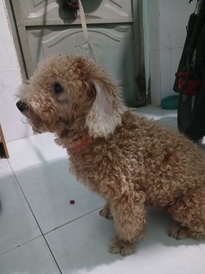 Chó Poodle cái 1.5 tuổi