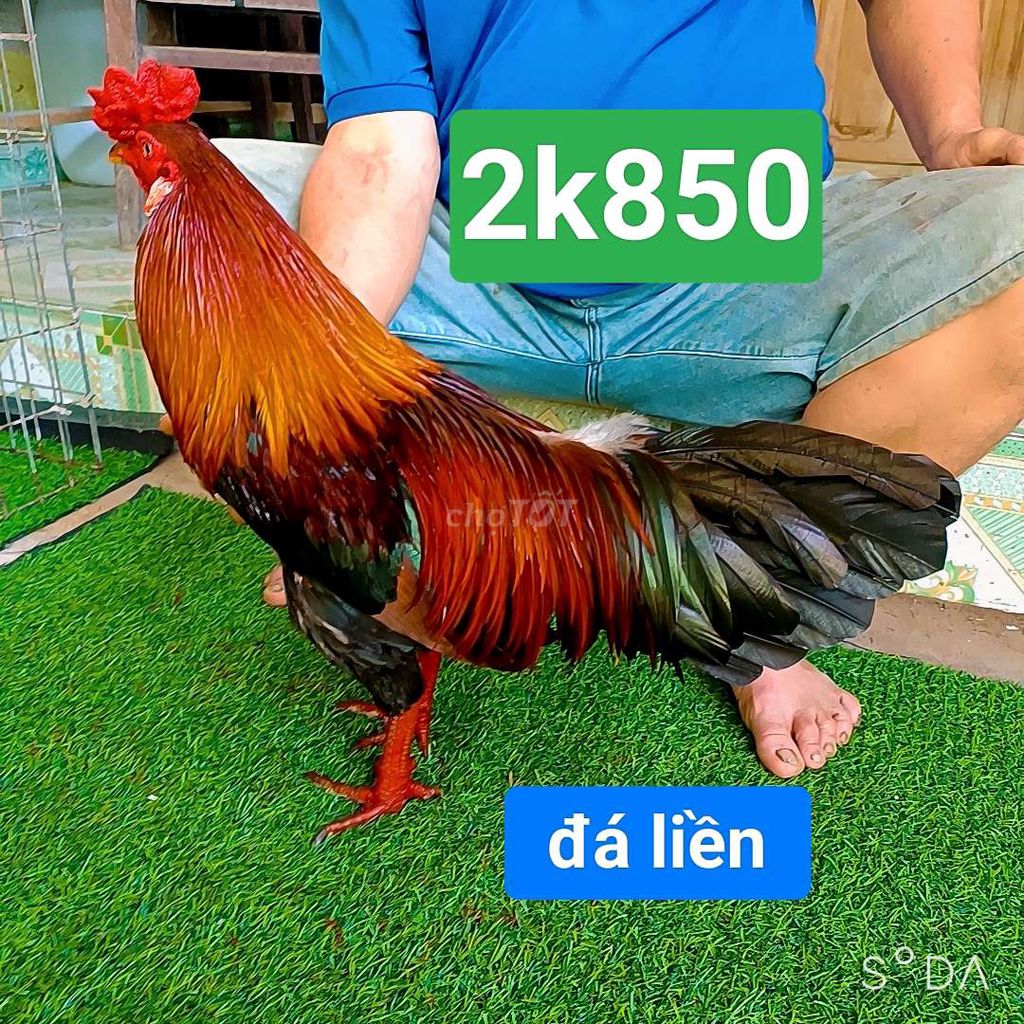 xanh.2k850. đá liền