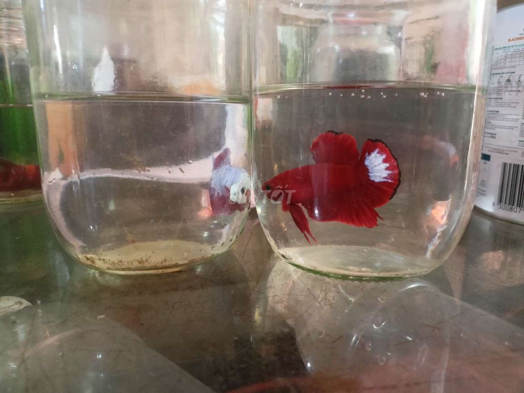 Betta cảnh đẹp 001