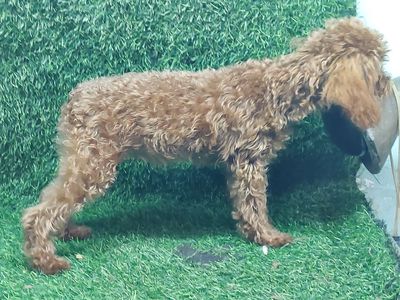 poodle đực dòng tecup 6  tháng tuổi 