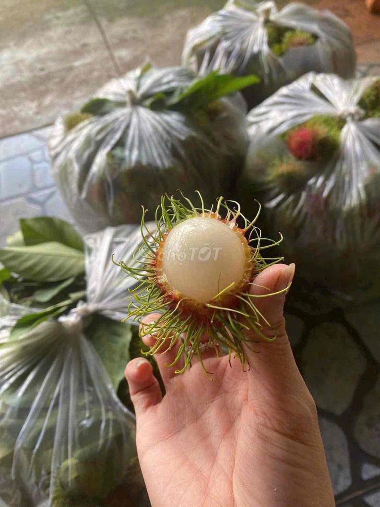 Chôm chôm Dưới quê. Mua bán Đồ ăn, thực phẩm và các loại khác tại Huyện Nhà Bè Tp Hồ Chí Minh được đăng bởi Khả Ái hình 1