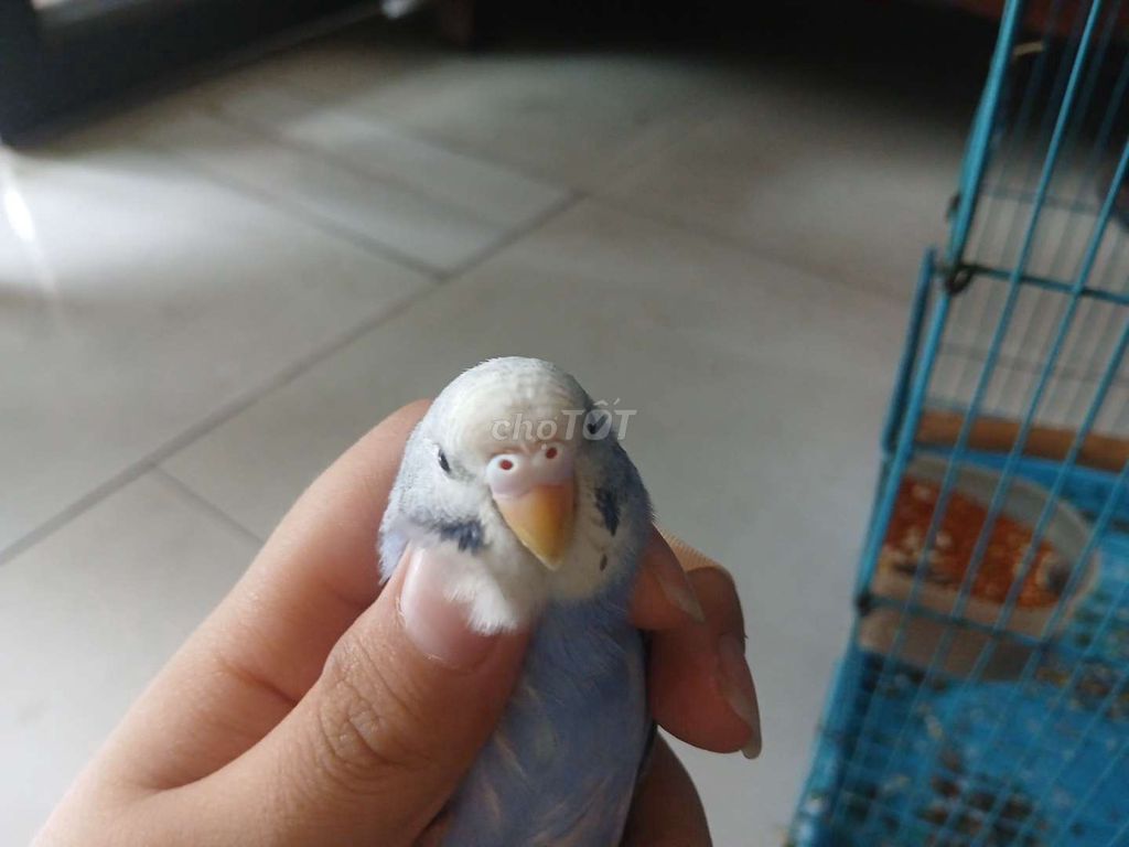 CHIM VẸT YẾN PHỤNG TƠ MÀU TÍM VÀ MÀU VÀNG THUẦN. Mua bán Chim tại Quận Bình Tân Tp Hồ Chí Minh được đăng bởi zịt nek hình 1