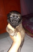 Cún Cưng Nhà Nuôi Sinh Sản
