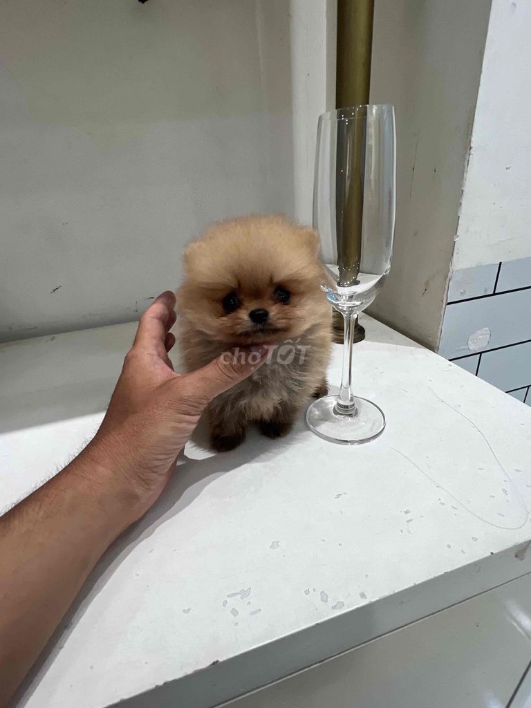 Chó Pom micro teacup nhỏ bằng cái ly. Mua bán Chó tại Thành phố Thủ Đức Tp Hồ Chí Minh được đăng bởi Phạm trung hình 1