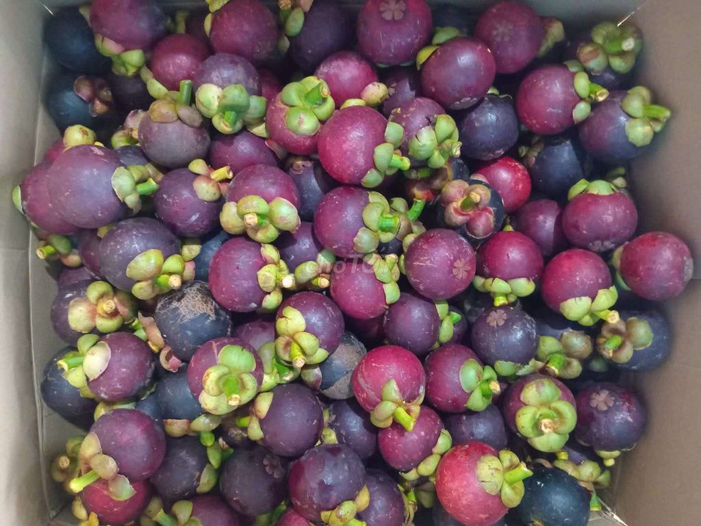 Măng cụt Miền Tây 3kg ngọt. Mua bán Đồ ăn, thực phẩm và các loại khác tại Quận 7 Tp Hồ Chí Minh được đăng bởi Phượng hình 1