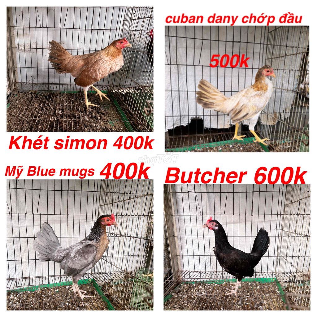 Gà Nồi -gà tre nhiều giống. Mua bán Gà tại Quận 4 Tp Hồ Chí Minh được đăng bởi Gà Tre Và Nồi Các Loại Giống Gà Nhập hình 7