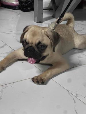 Chó Pug Nâu vàng 3 tháng