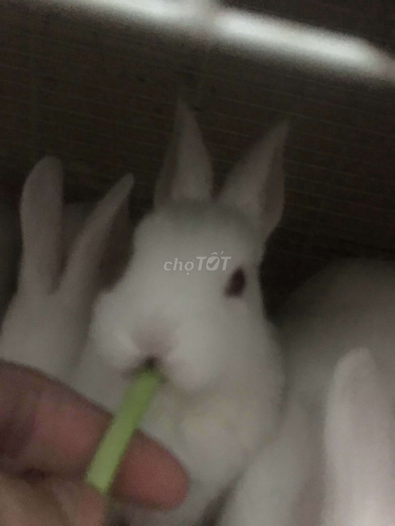 Thỏ Trắng lông mềm mượt. Mua bán Thú cưng khác tại Quận Hai Bà Trưng Hà Nội được đăng bởi Mun Munn hình 1