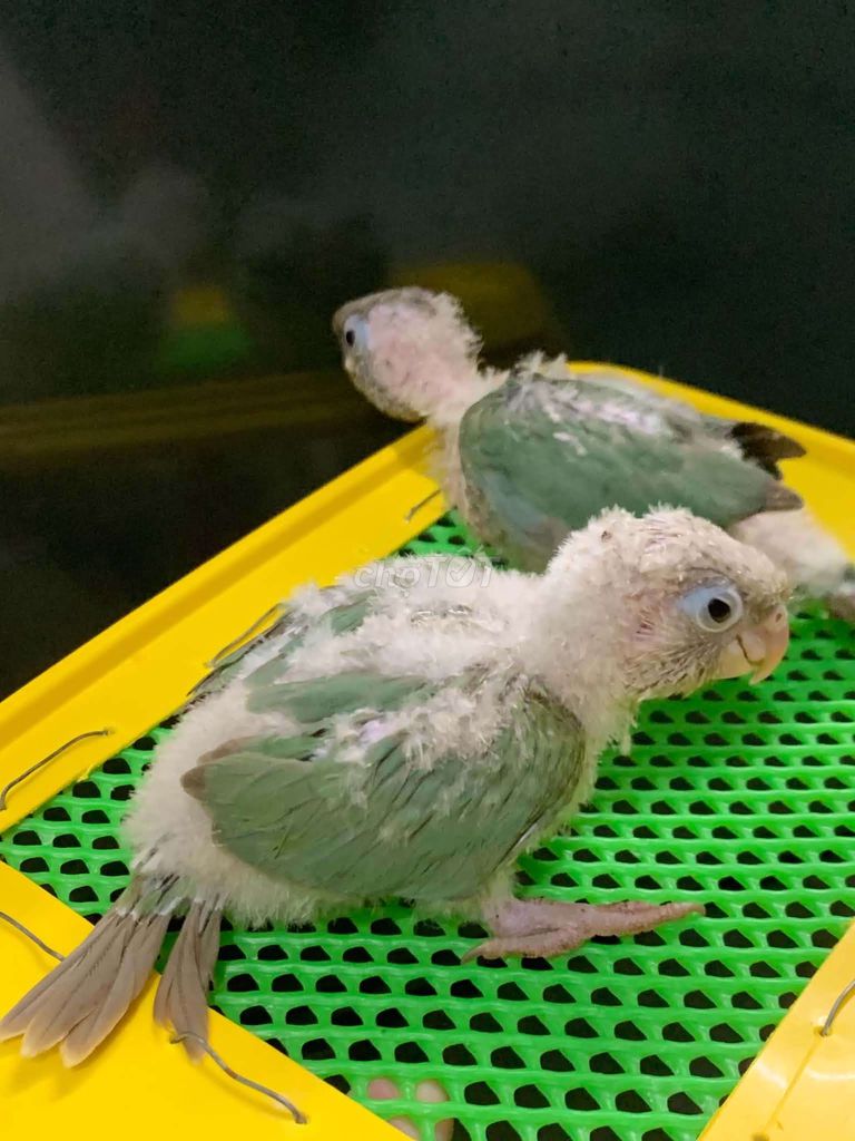 Vẹt Xanh lá Baby Ngoan Hiền. Mua bán Chim tại Quận Tân Phú Tp Hồ Chí Minh được đăng bởi Chim Vẹt Cảnh TPHCM hình 1