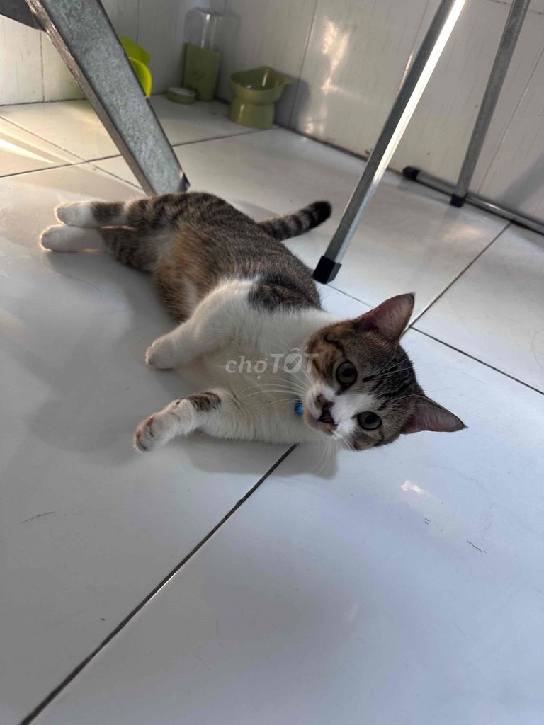 1 lùn - 1 dài gả gấp (2tr/2bé). Mua bán Mèo tại Thành phố Biên Hòa Đồng Nai được đăng bởi Nguyễn Gia Khang hình 1