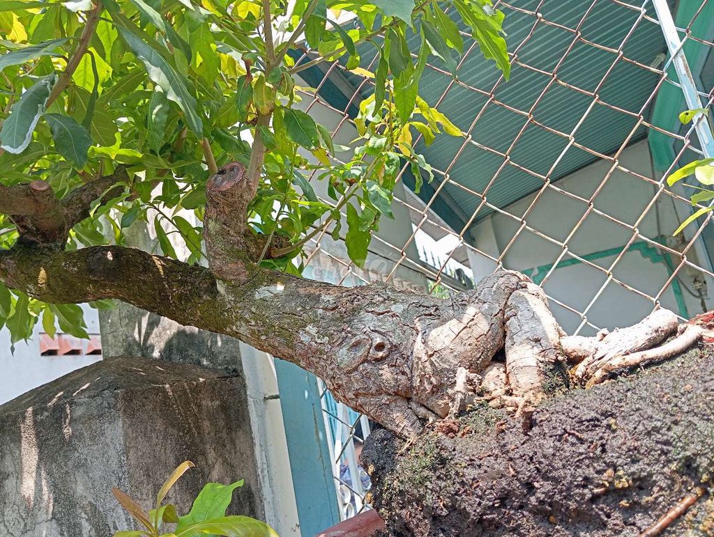 Cây cảnh Bonsai lộc vừng. Mua bán Cây cảnh, đồ trang trí tại Huyện Nhơn Trạch Đồng Nai được đăng bởi Trung hình 1
