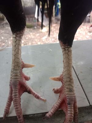 2kg5 tay xương gà xổ tốc độ gà ở sa đéc. Mua bán Gà tại Thành phố Sa Đéc Đồng Tháp được đăng bởi Sơn Nguyễn