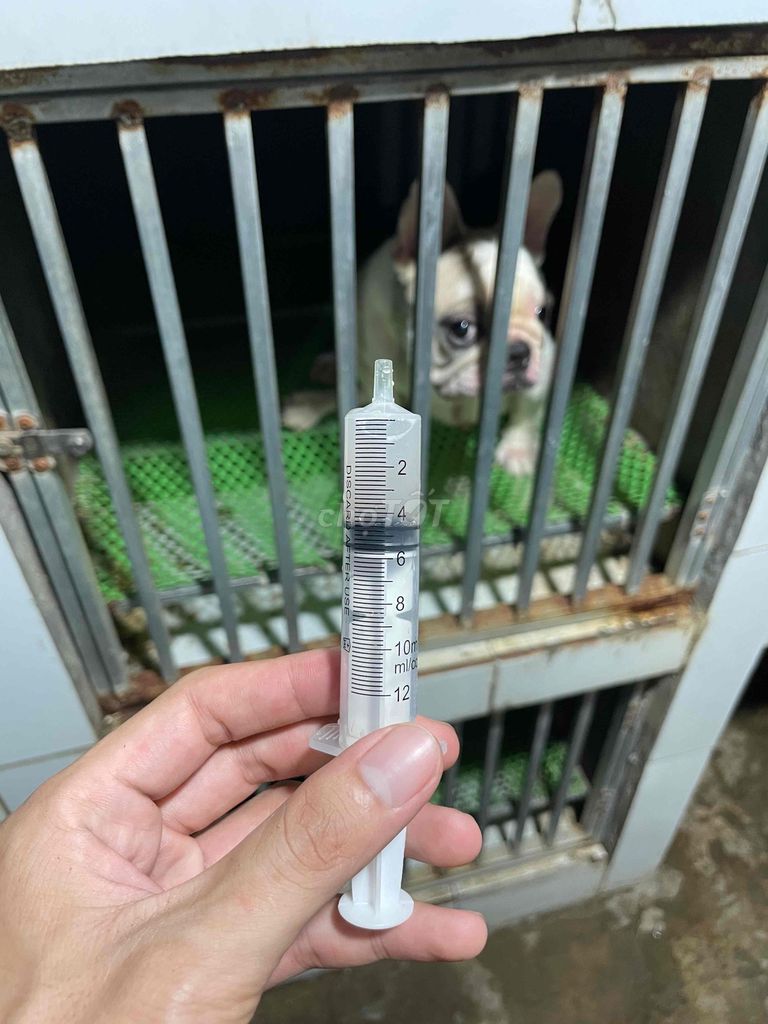 pass rẻ bé bull pháp cái bầu như hình. Mua bán Chó tại Thị xã Bình Minh Vĩnh Long được đăng bởi Trại Bull Pháp Vĩnh Long hình 1