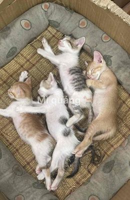 Mèo con nhiều màu đã biết ăn