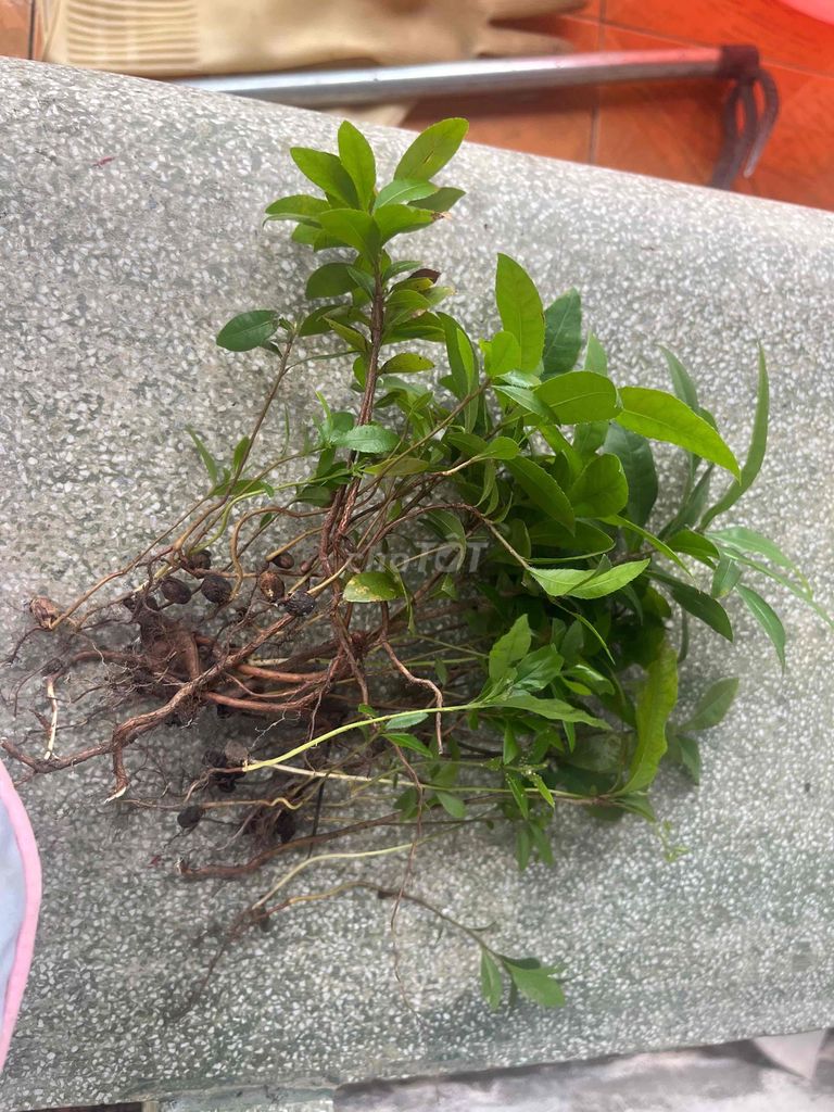 Mai con cây cảnh. Mua bán Cây cảnh, đồ trang trí tại Quận 11 Tp Hồ Chí Minh được đăng bởi Thanh Thanh hình 1