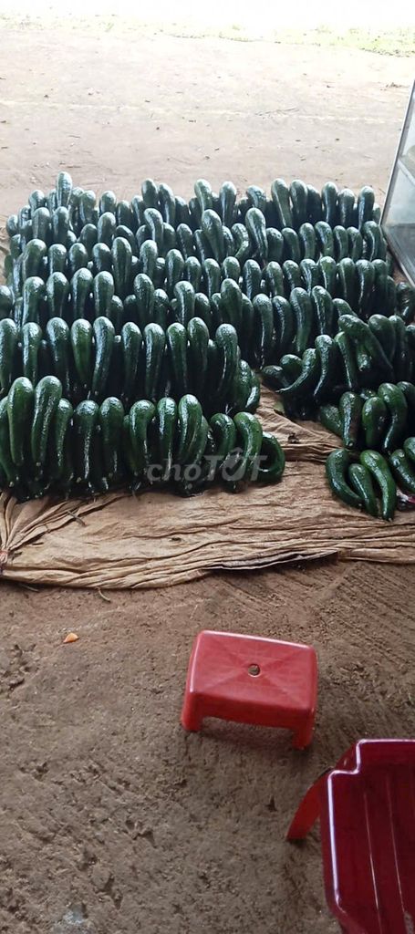 Bơ 034 3 trái / 1 kg. Mua bán Đồ ăn, thực phẩm và các loại khác tại Quận 8 Tp Hồ Chí Minh được đăng bởi My Nguyen hình 1
