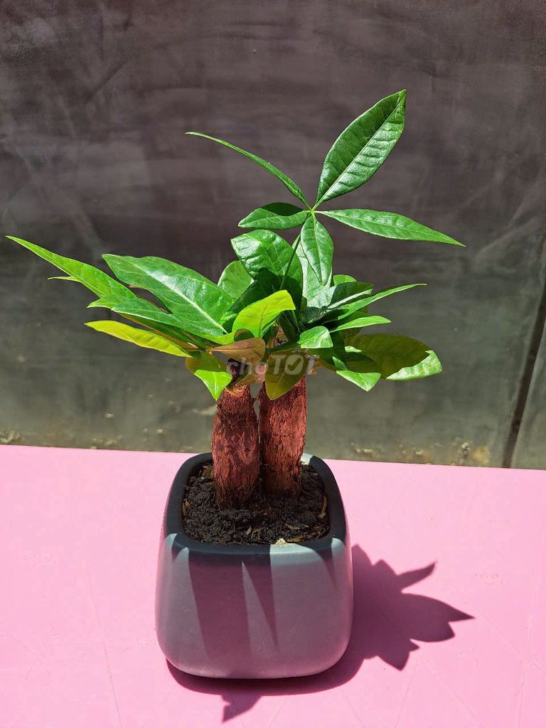 Cây cảnh để bàn Xanh lá. Mua bán Cây cảnh, đồ trang trí tại Thành phố Thủ Đức Tp Hồ Chí Minh được đăng bởi Tracy hình 1