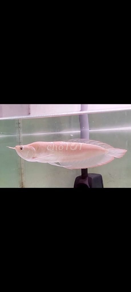 Ngân long abino fafu hàm cá mập  U22. Mua bán Thú cưng khác tại Quận Bình Tân Tp Hồ Chí Minh được đăng bởi Channa Do Tài Huỳnh  hình 1