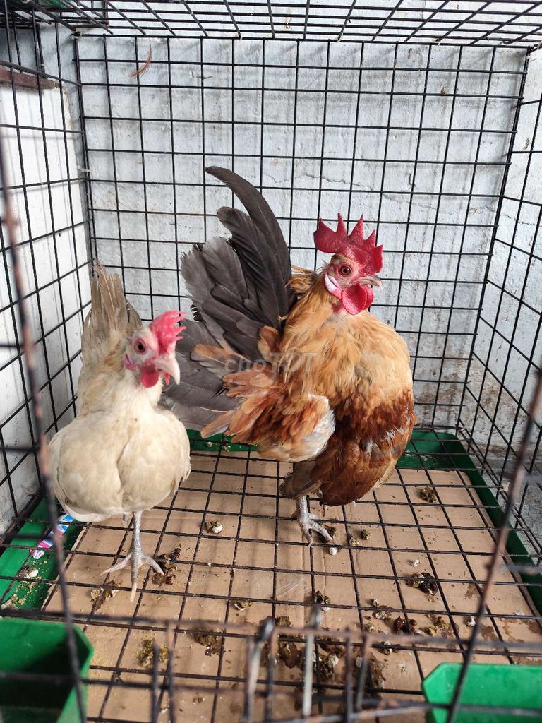 Gà Serama cặp đang sinh sản. Mua bán Gà tại Thành phố Thủ Đức Tp Hồ Chí Minh được đăng bởi Trung hieu hình 1