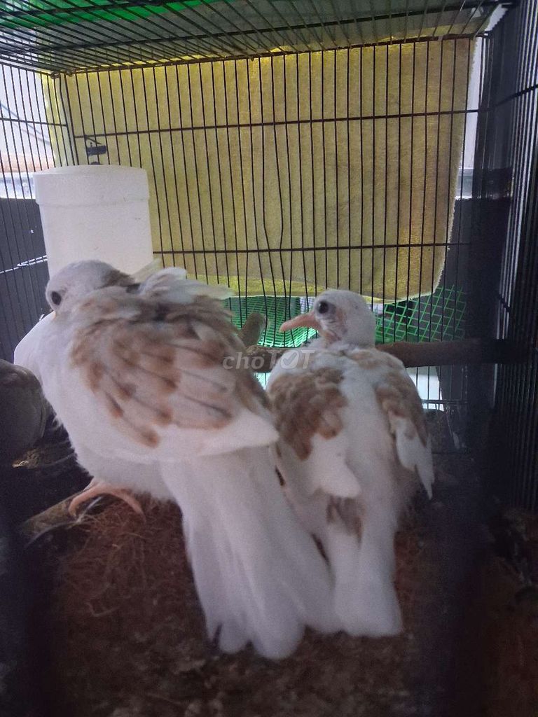 Chim cu thai van hoa. Mua bán Chim tại Thành phố Thuận An Bình Dương được đăng bởi chim gay hình 1