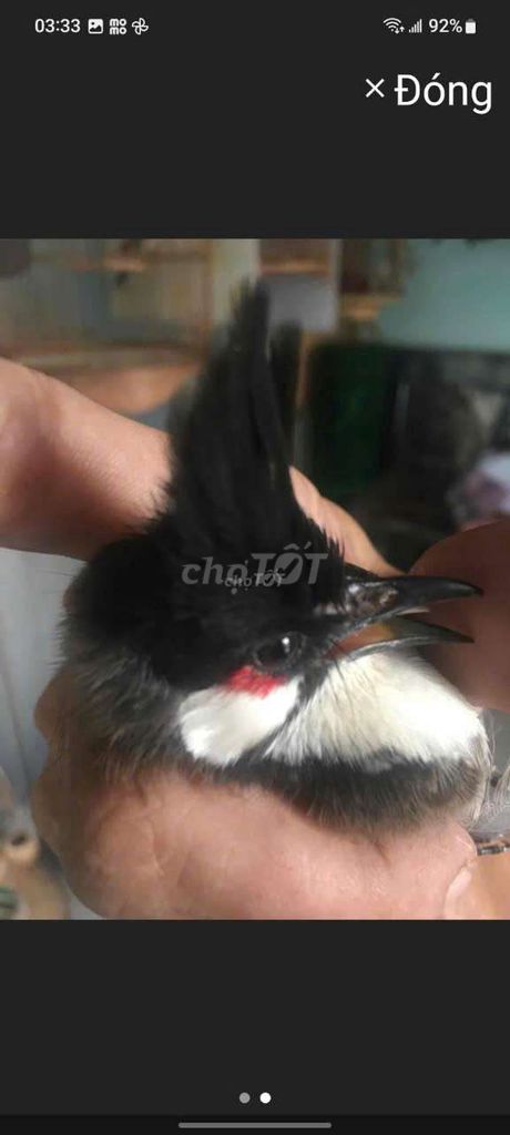 Chim chào mào mái 7-9 tháng. Mua bán Chim tại Quận 12 Tp Hồ Chí Minh được đăng bởi  Minh ánh  hình 1